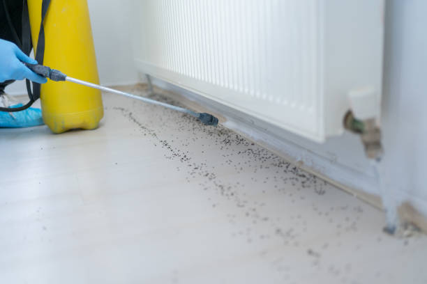 Flea Control Services in Prairie Grove, IL